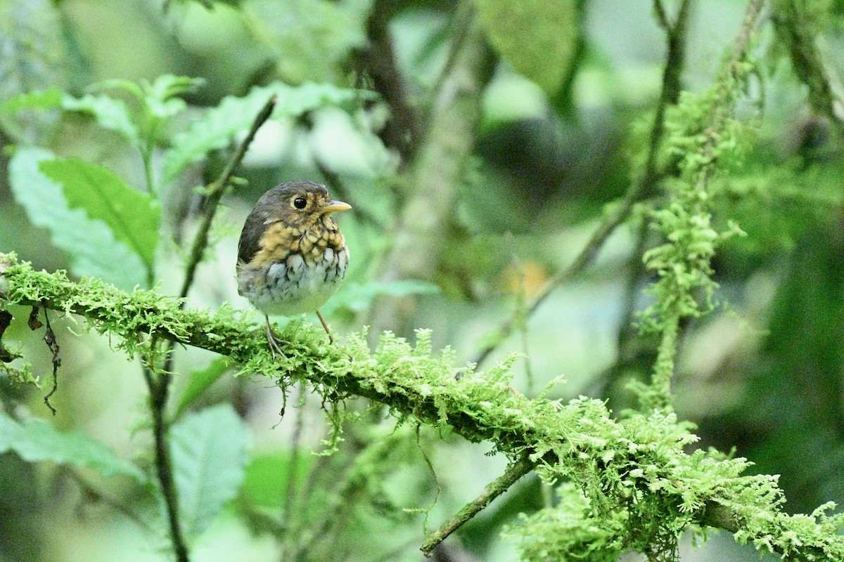 Ochre-breasted Antpitta - ML646922471