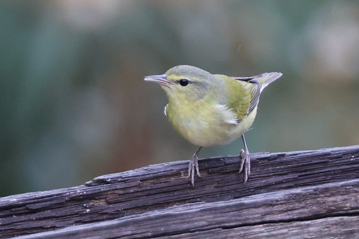 Tennessee Warbler - ML646922476