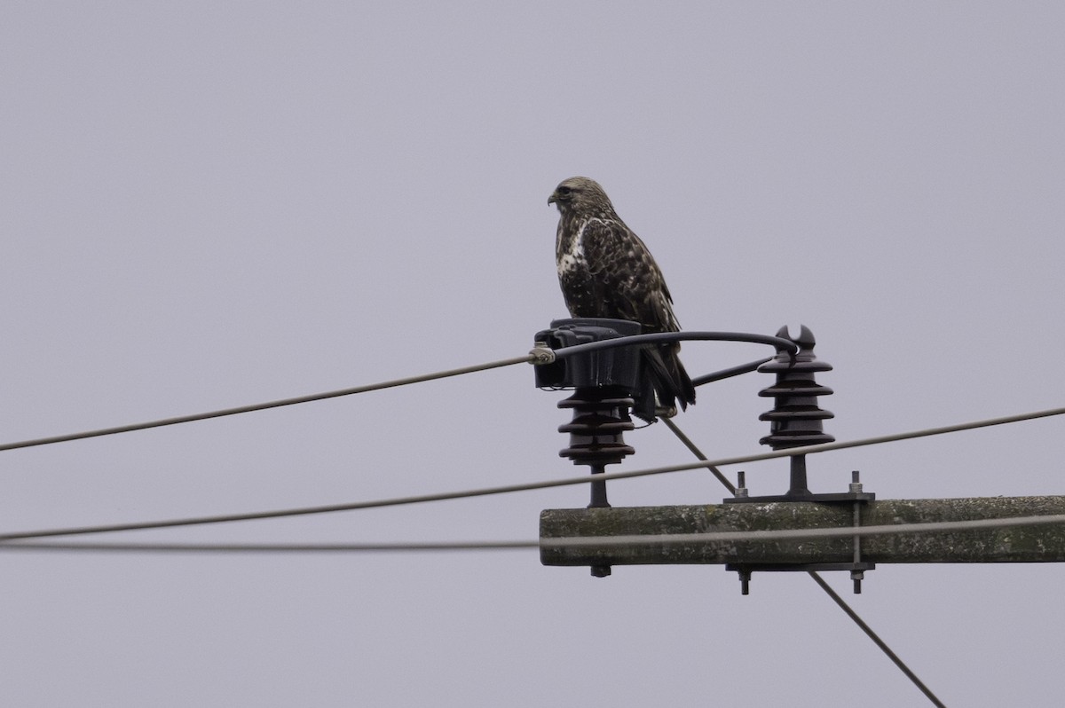 Rough-legged Hawk - ML646922480