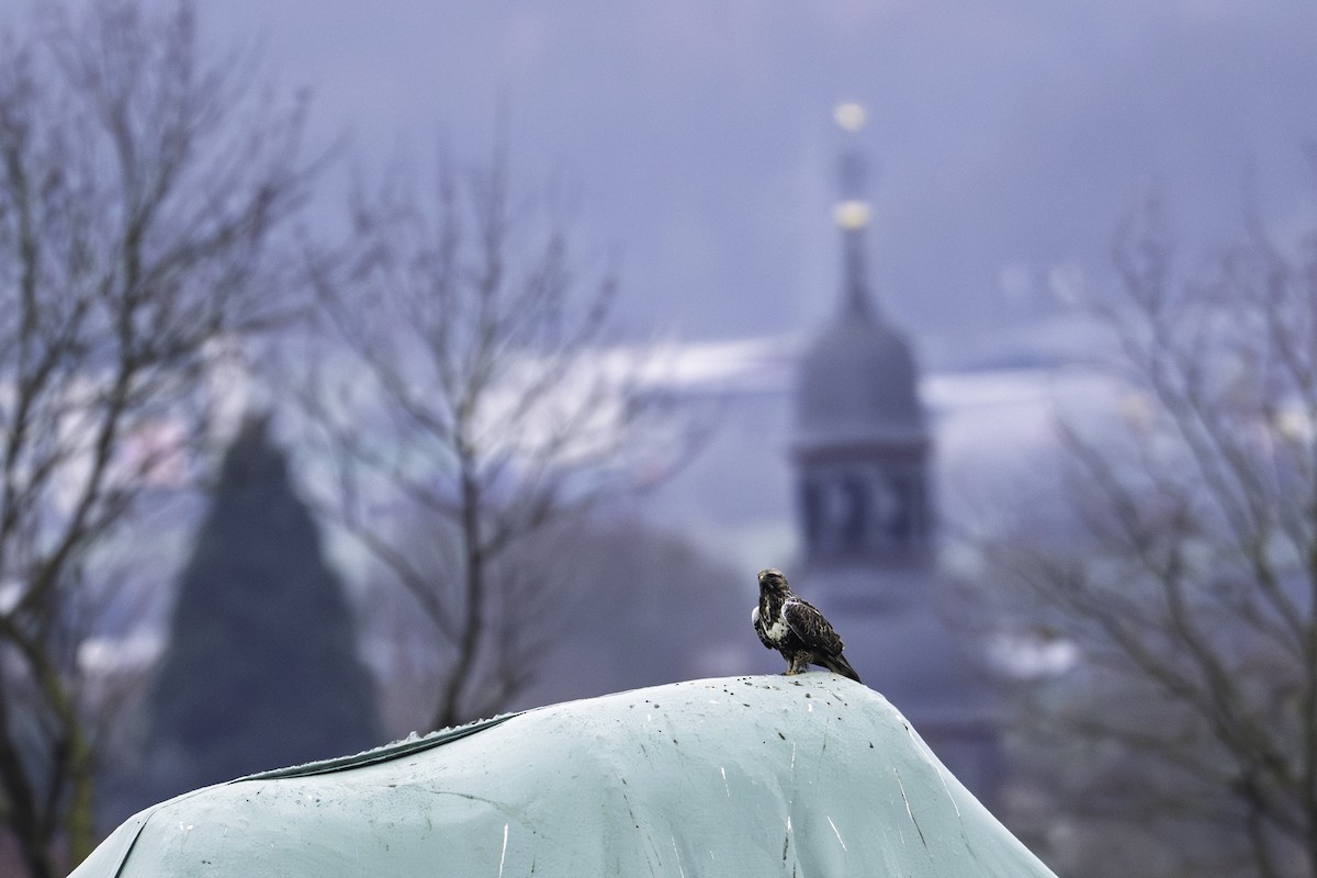Rough-legged Hawk - ML646922481