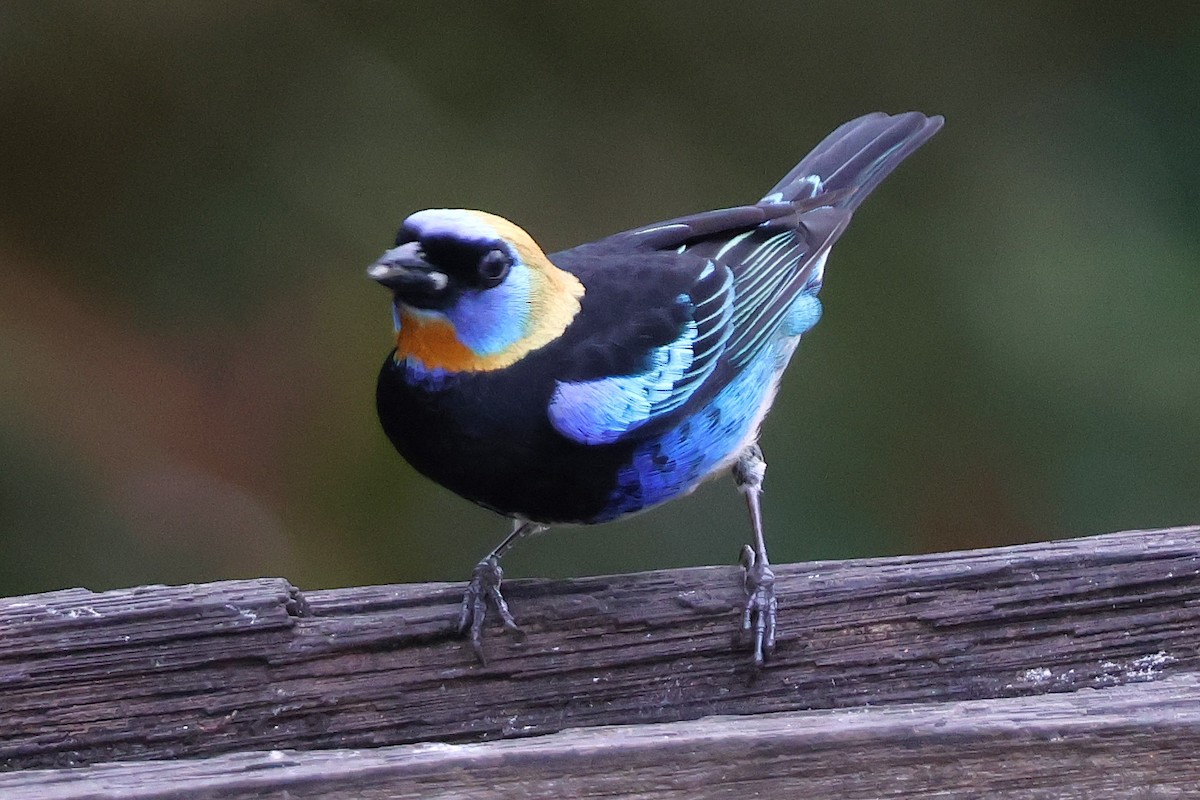 Golden-hooded Tanager - ML646922486