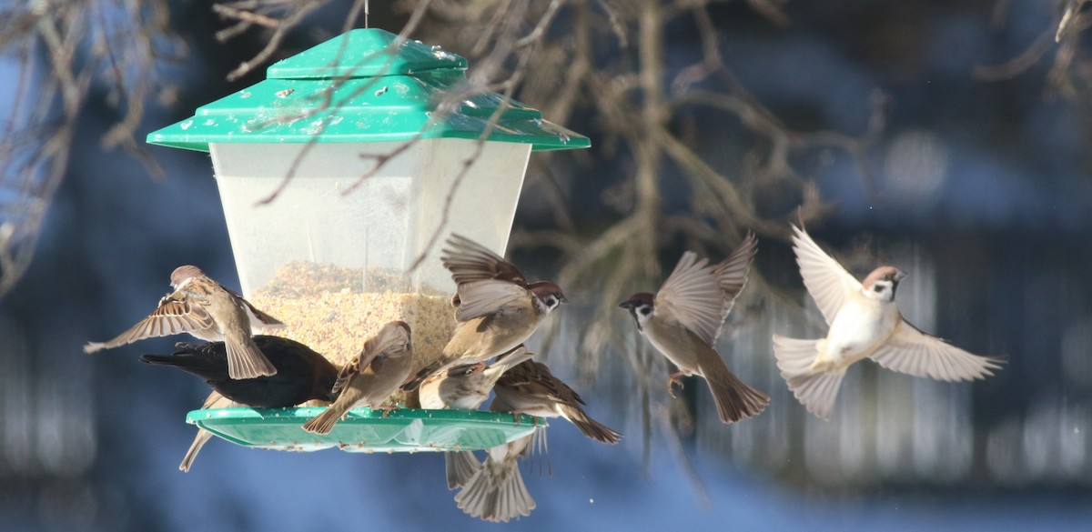 Gorrión Molinero - ML646922487