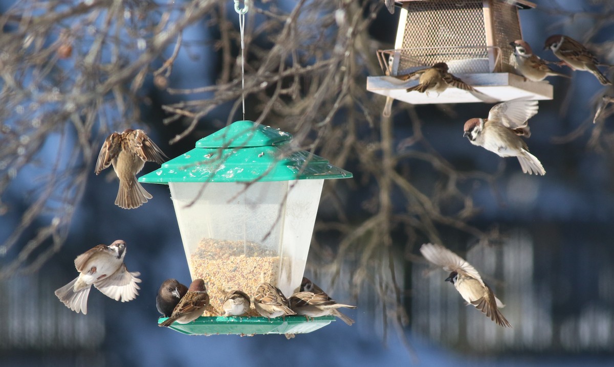 Gorrión Molinero - ML646922488