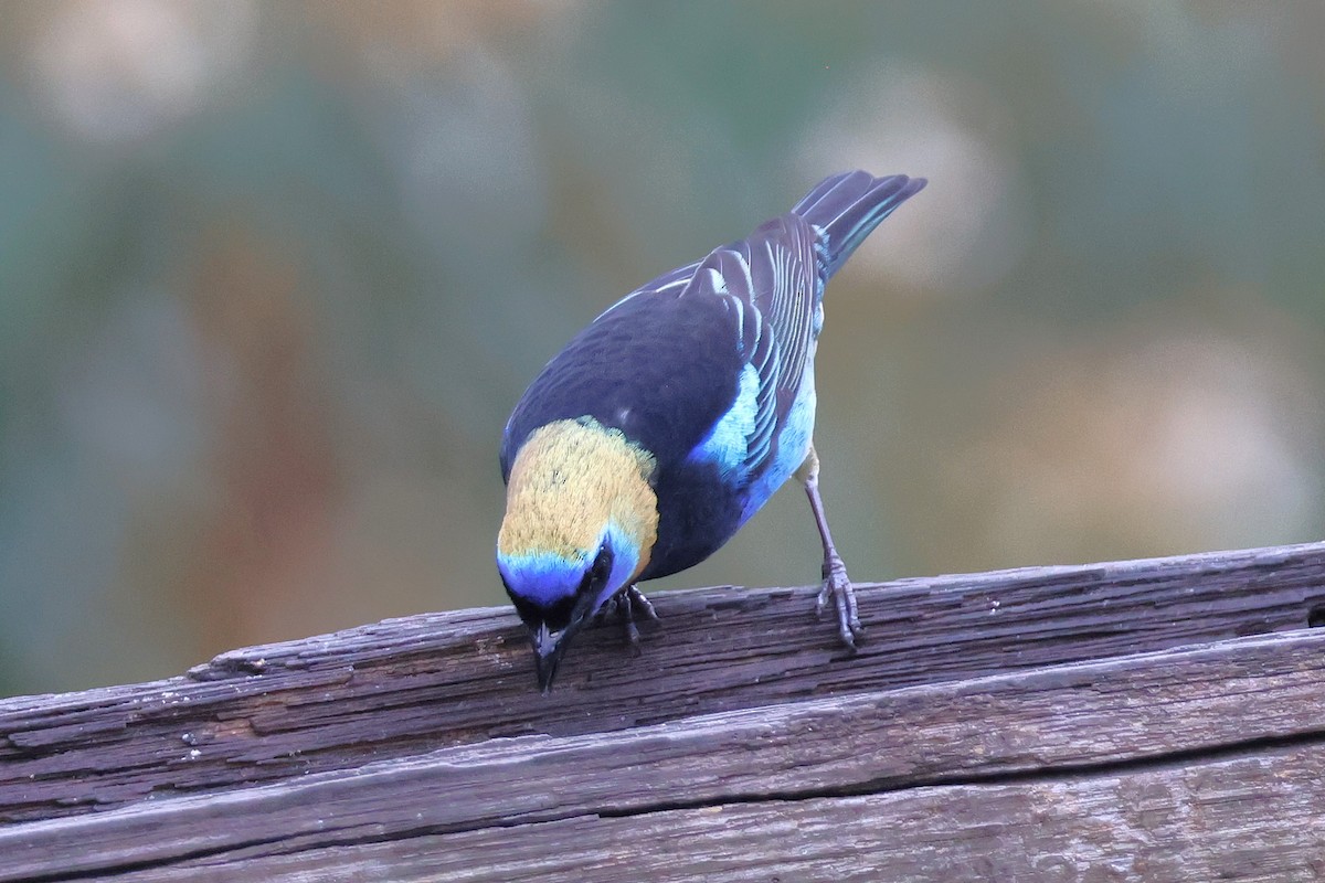 Golden-hooded Tanager - ML646922489