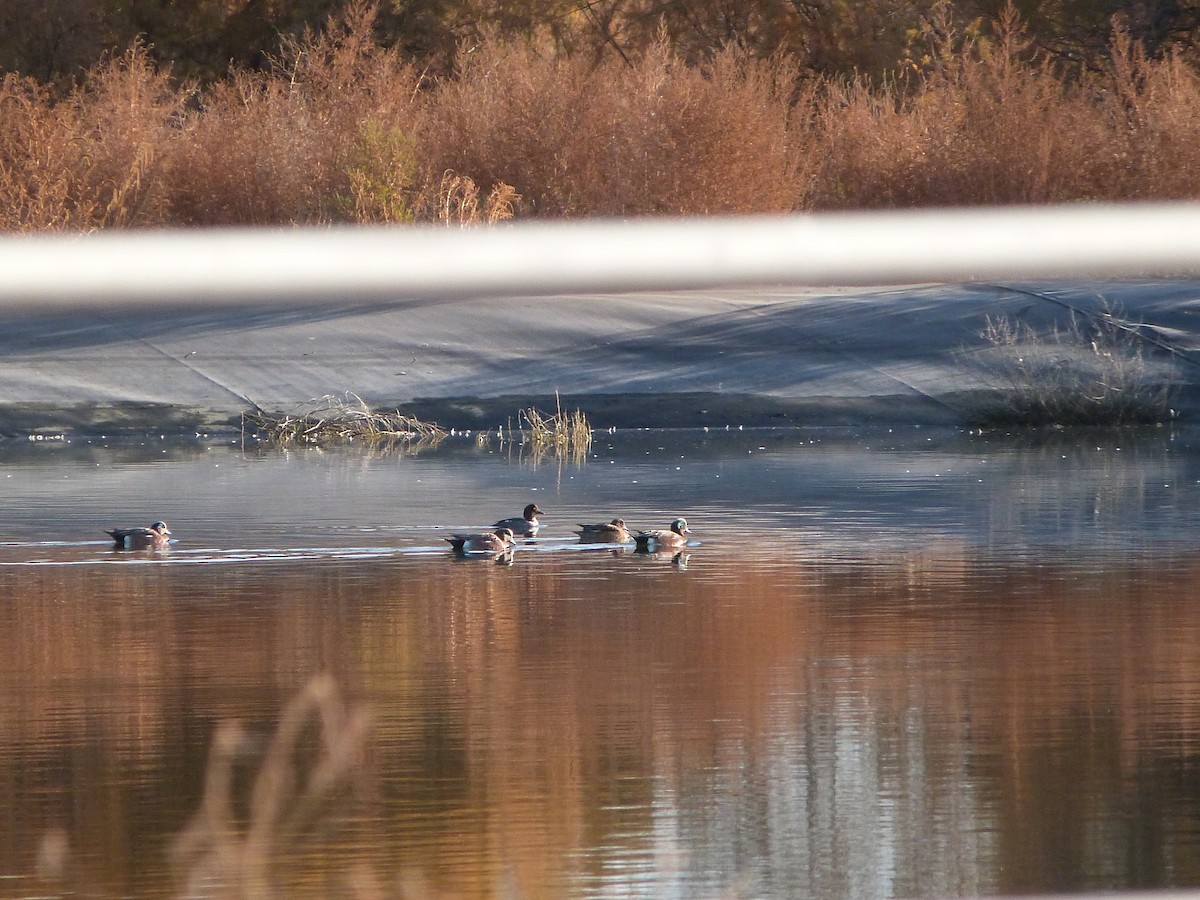 Quattrocchi - ML646922495