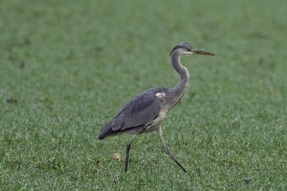 Gray Heron - ML646922496