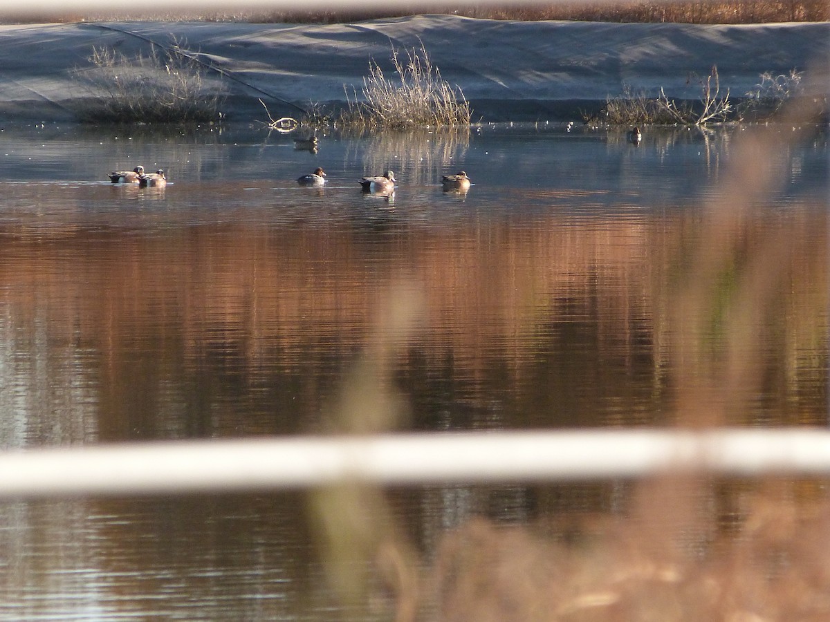 Quattrocchi - ML646922497