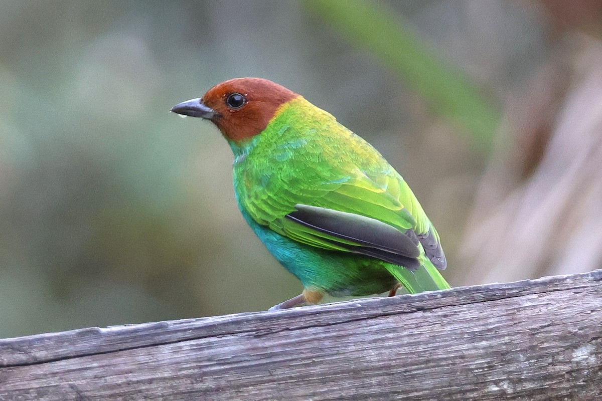 チャガシラフウキンチョウ - ML646922499