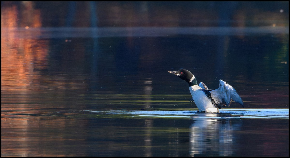 Гагара полярна - ML646922500