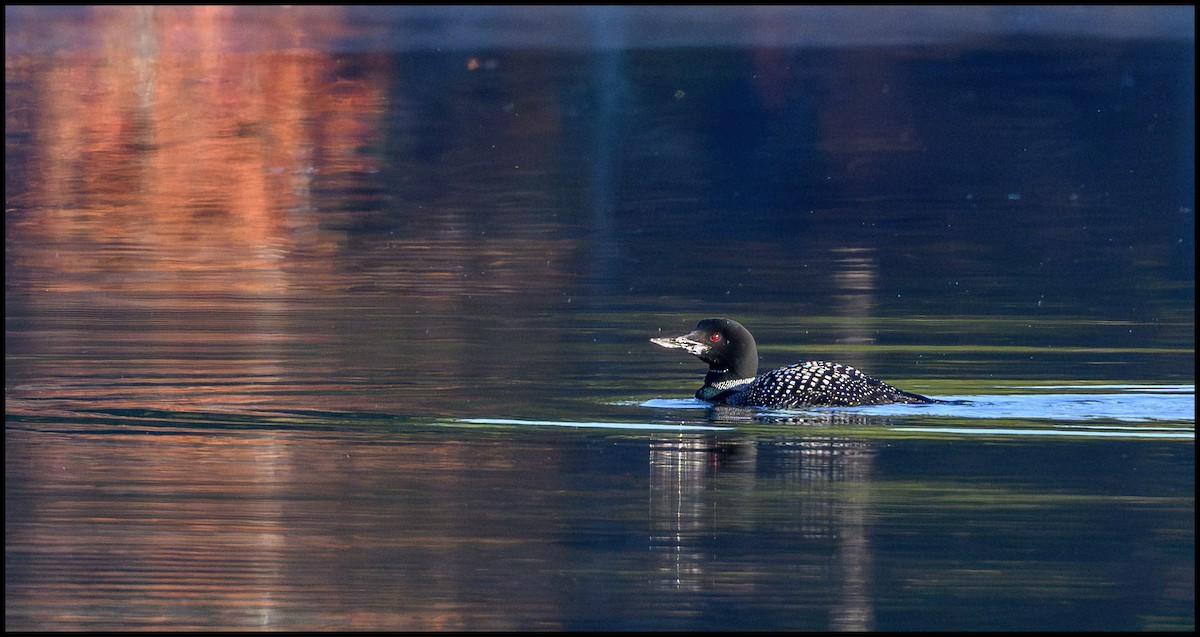 Гагара полярна - ML646922501