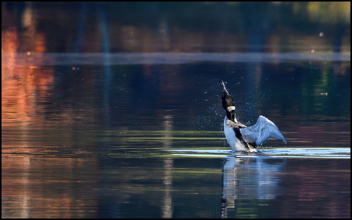 Гагара полярна - ML646922502