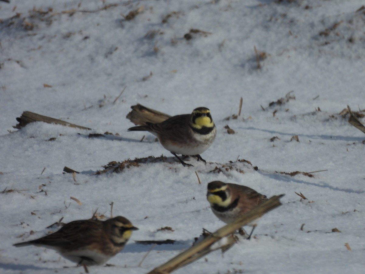 Horned Lark - ML646922503