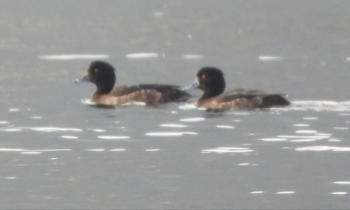 Хохлатая чернеть - ML646922506