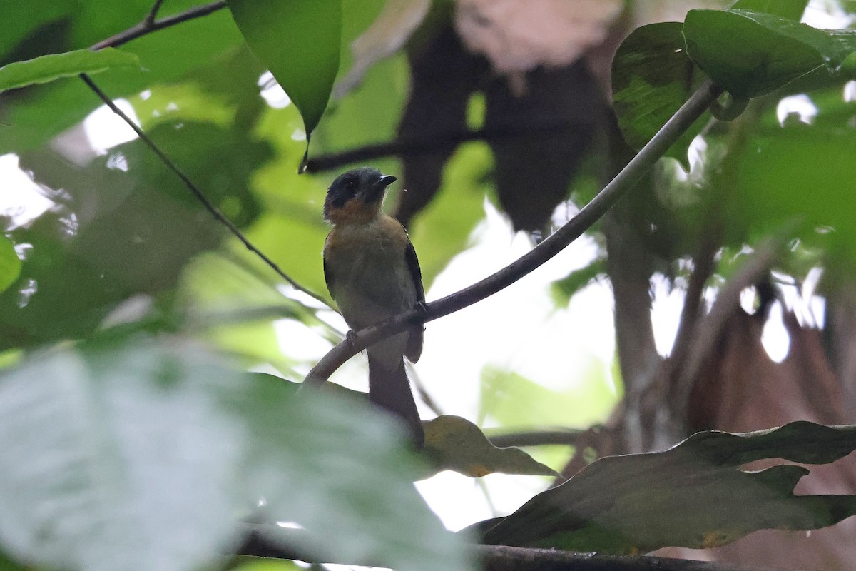 Moluccan Spectacled Monarch (Halmahera) - ML646922508