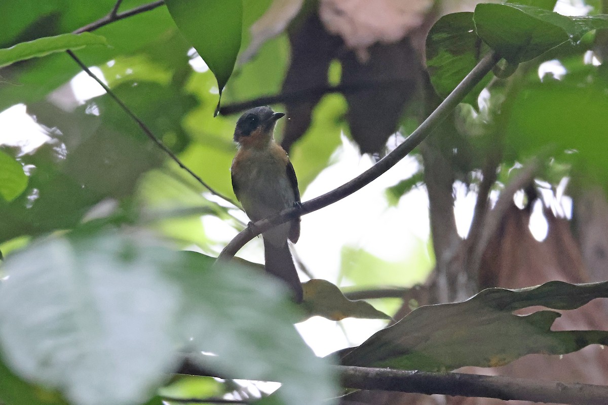 Moluccan Spectacled Monarch (Halmahera) - ML646922509