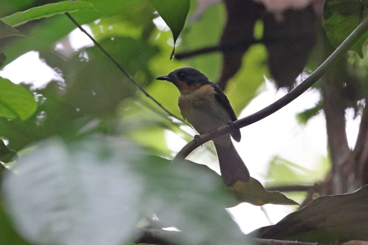 Moluccan Spectacled Monarch (Halmahera) - ML646922510