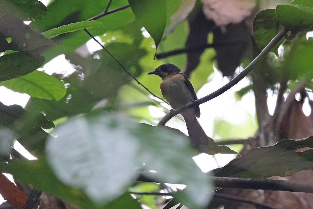 Moluccan Spectacled Monarch (Halmahera) - ML646922512
