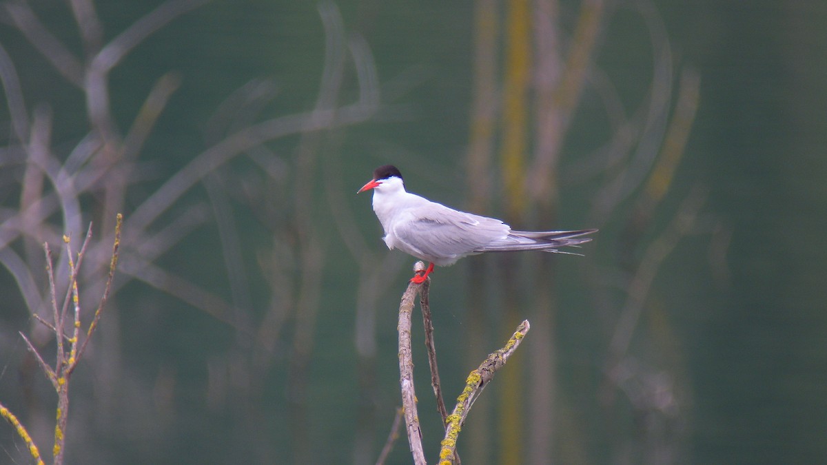 燕鷗 - ML646922521