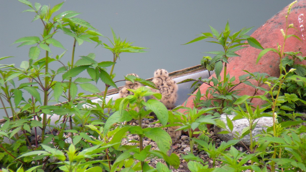 燕鷗 - ML646922522