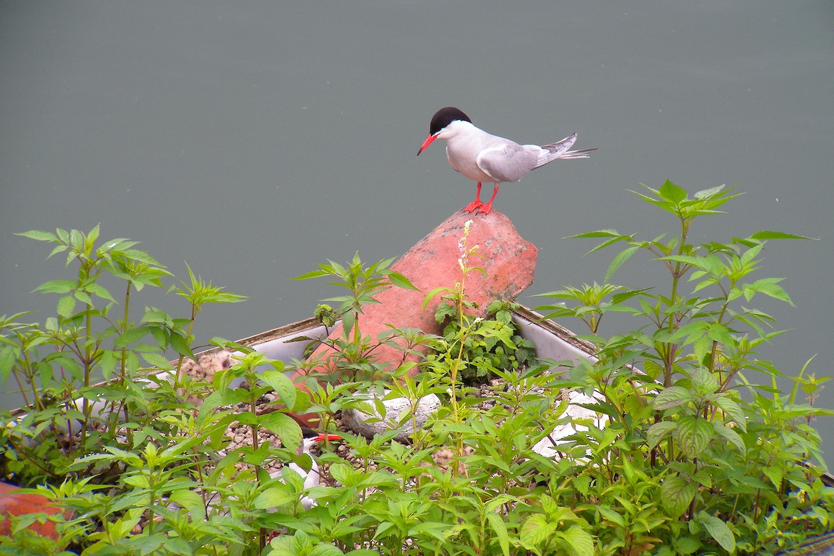 燕鷗 - ML646922523