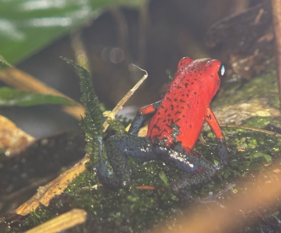 Strawberry Poison Dart Frog - ML646922526