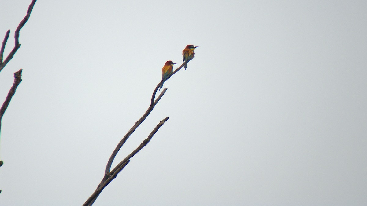 European Bee-eater - ML646922529