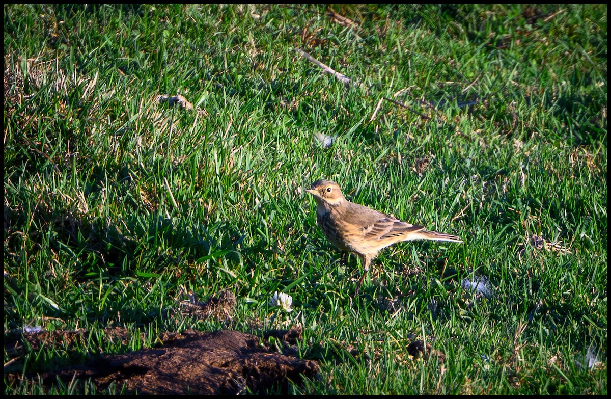 Щеврик американський - ML646922531