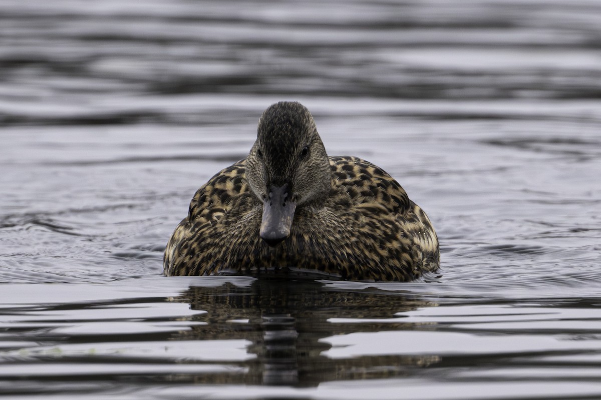 dabbling duck sp. - ML646922547