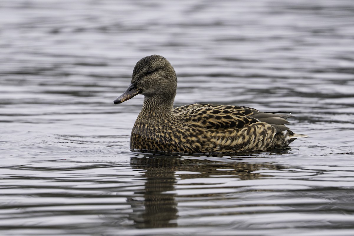 dabbling duck sp. - ML646922549