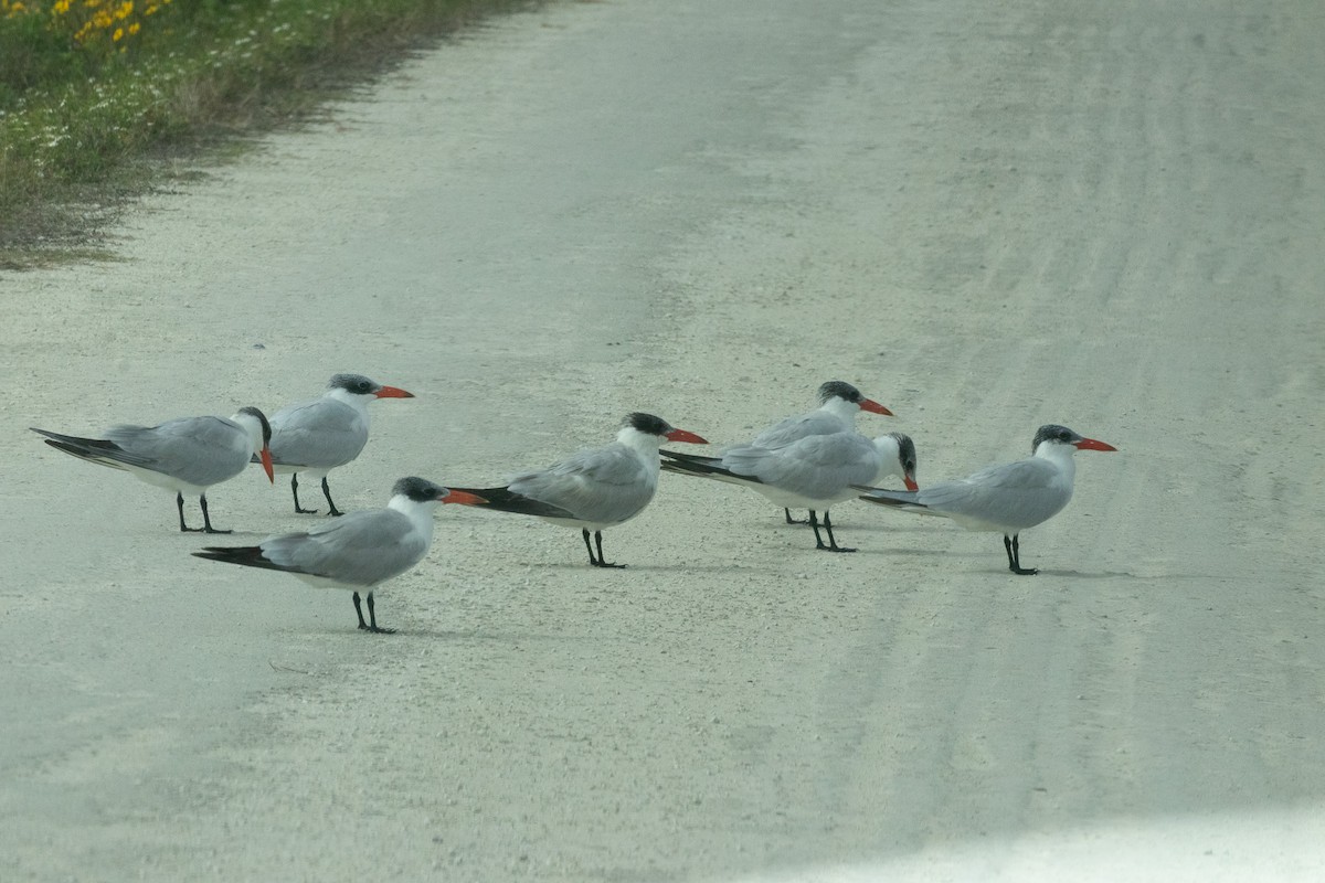 Чеграва - ML646922550