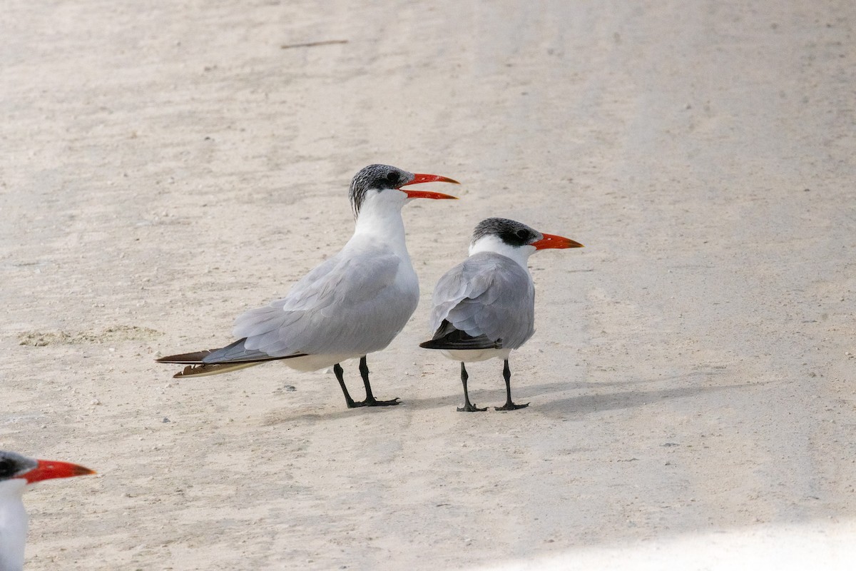 Чеграва - ML646922551