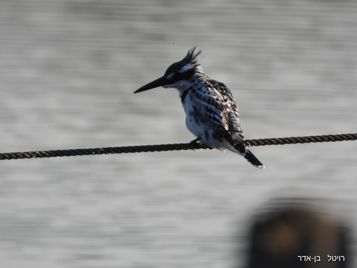 Малый пегий зимородок - ML646922553