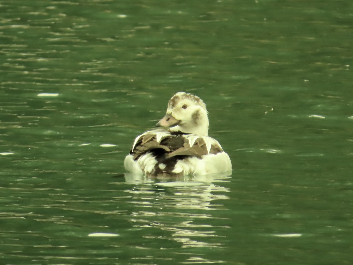 Long-tailed Duck - ML646922559