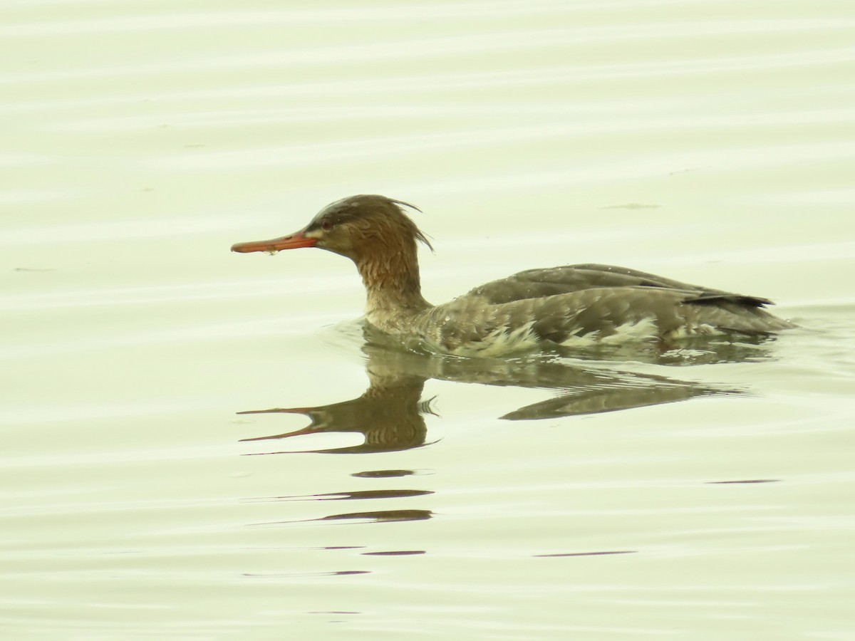 Red-breasted Merganser - ML646922563