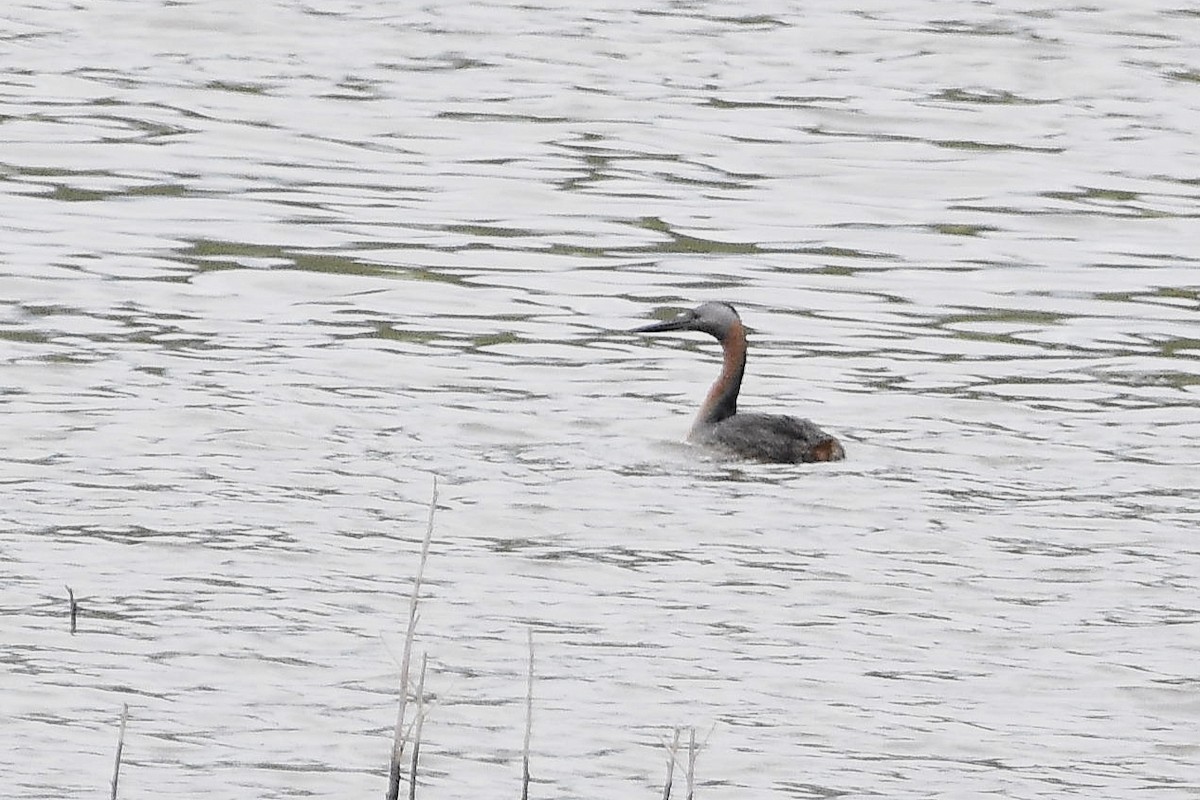 Somormujo Macachón - ML646922564