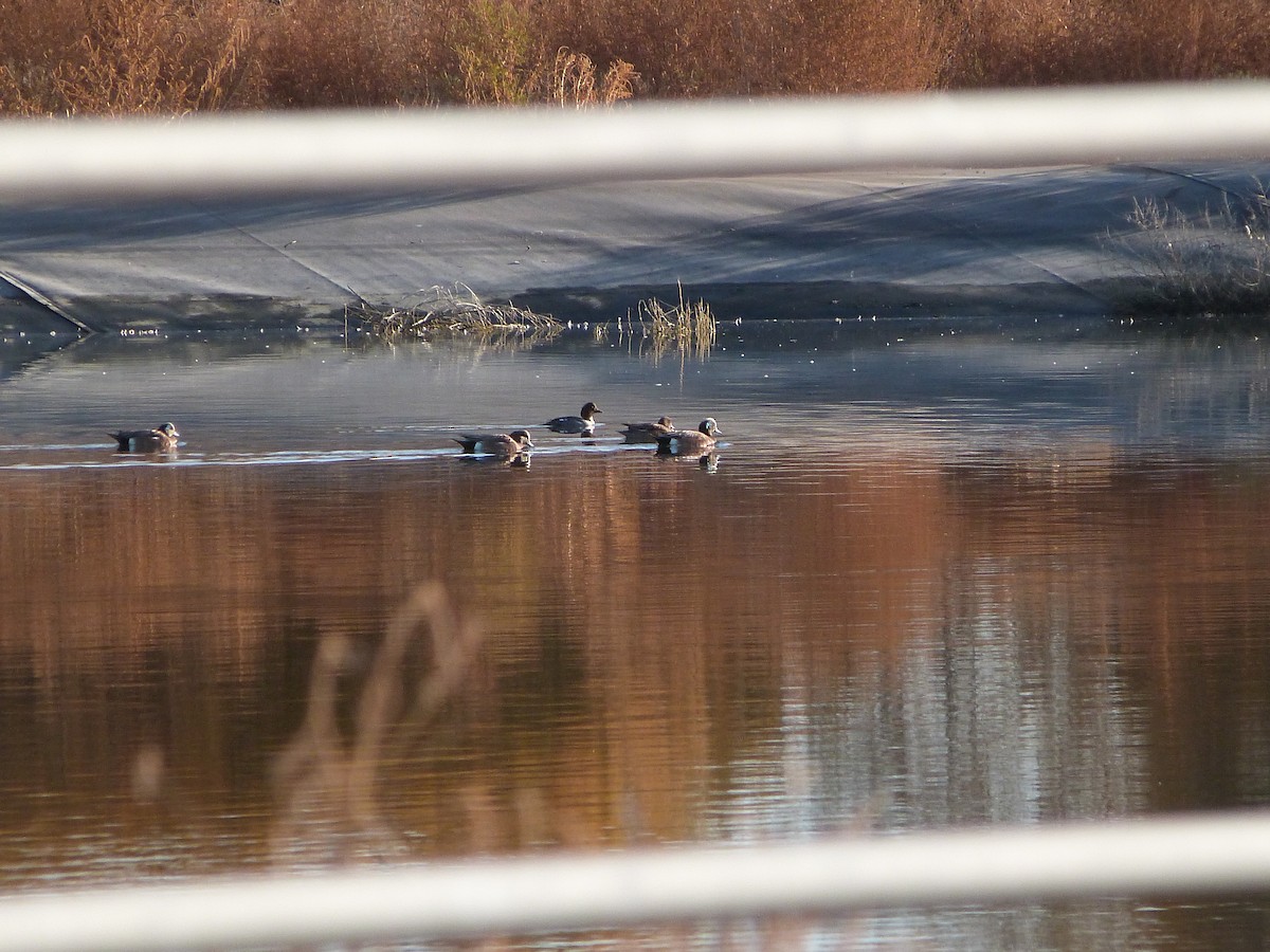 Fischione americano - ML646922567