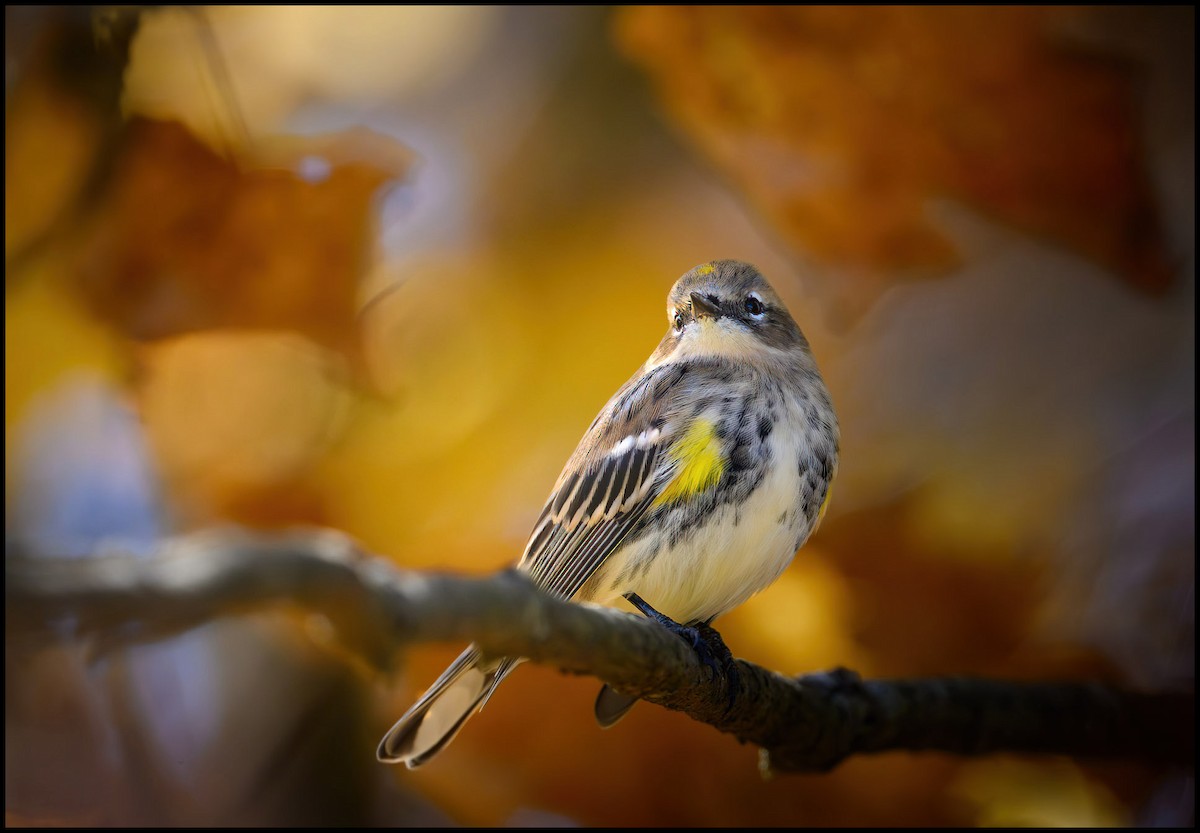 Пісняр-лісовик жовтогузий - ML646922569