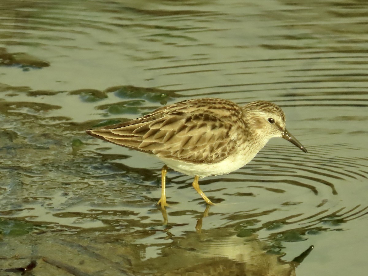 Least Sandpiper - ML646922571