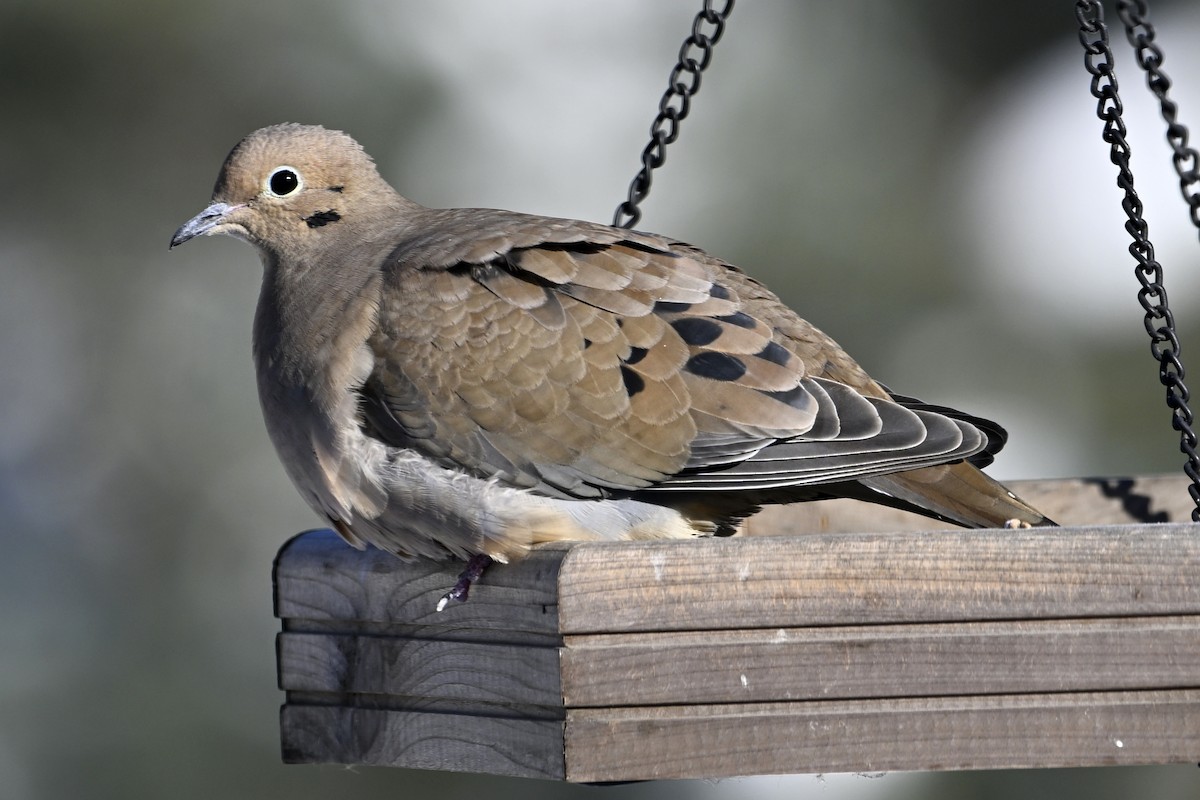 Mourning Dove - ML646922572