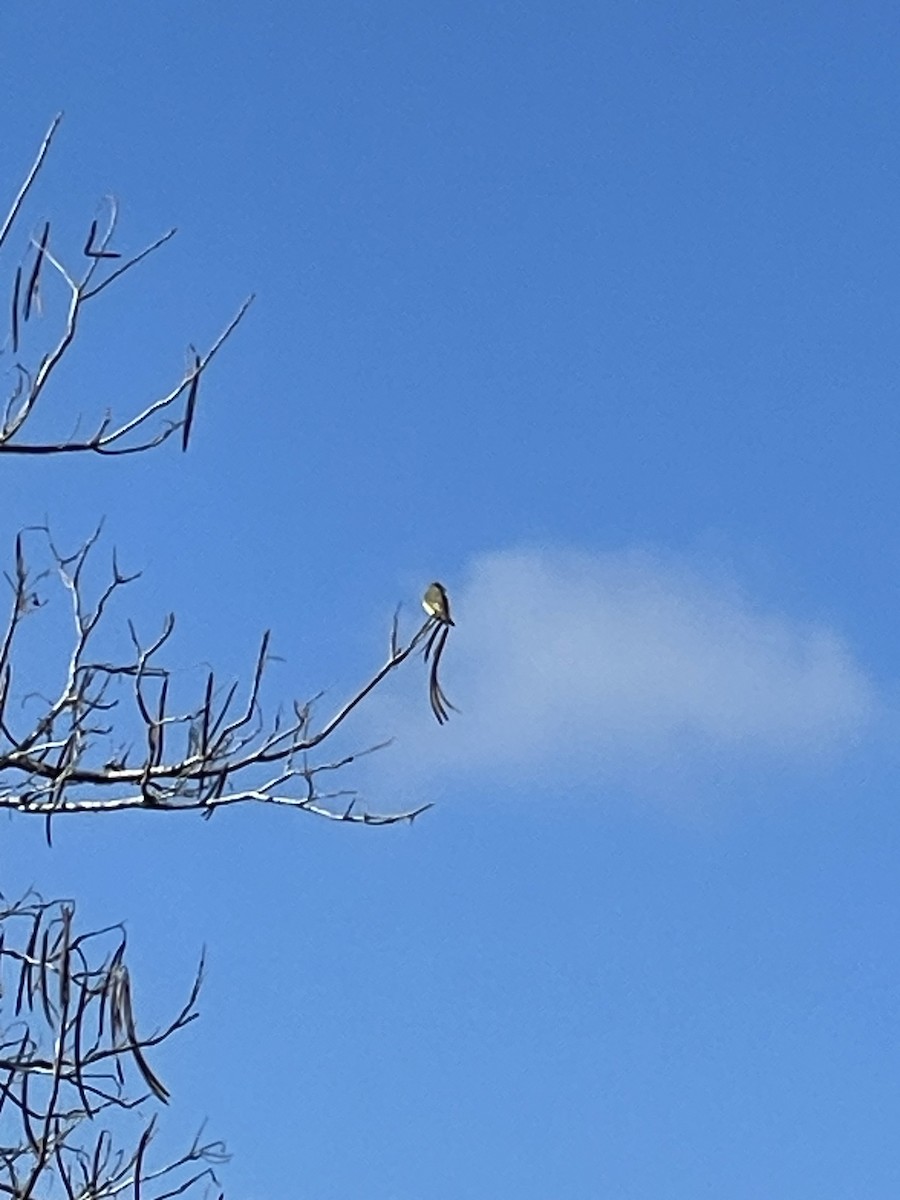 ヒガシオリーブタイランチョウ - ML646922573