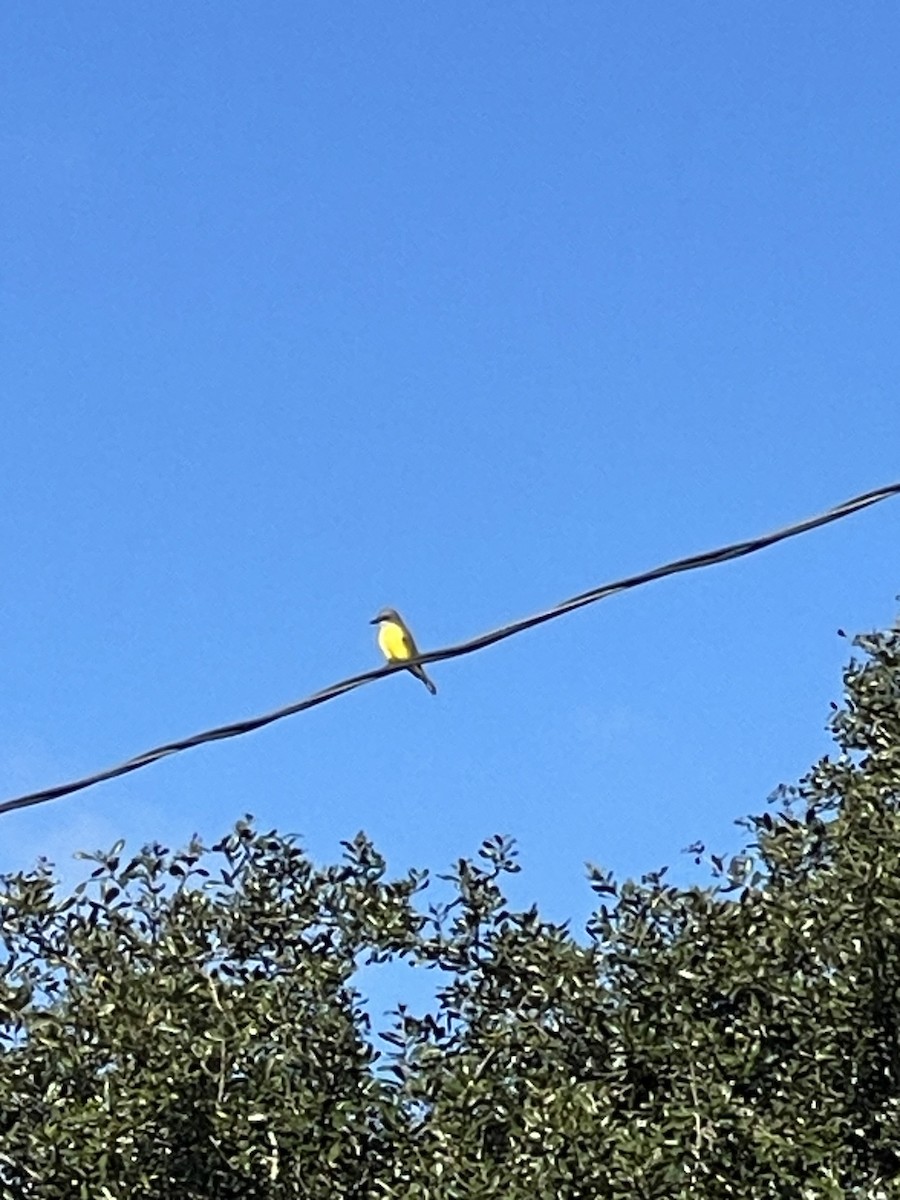 ヒガシオリーブタイランチョウ - ML646922574