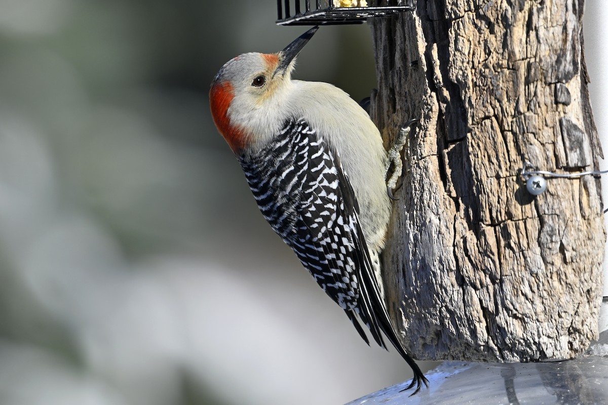Red-bellied Woodpecker - ML646922579