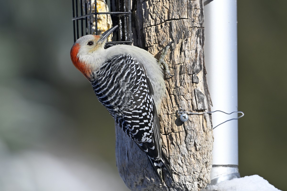 Red-bellied Woodpecker - ML646922582