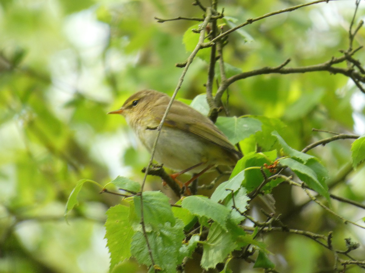 Iberian Chiffchaff - ML646922584