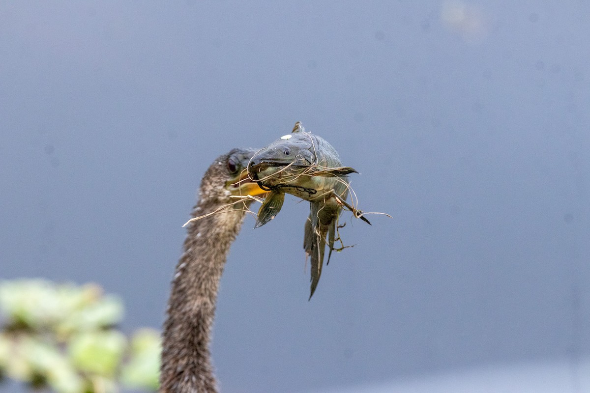 Американская змеешейка - ML646922585