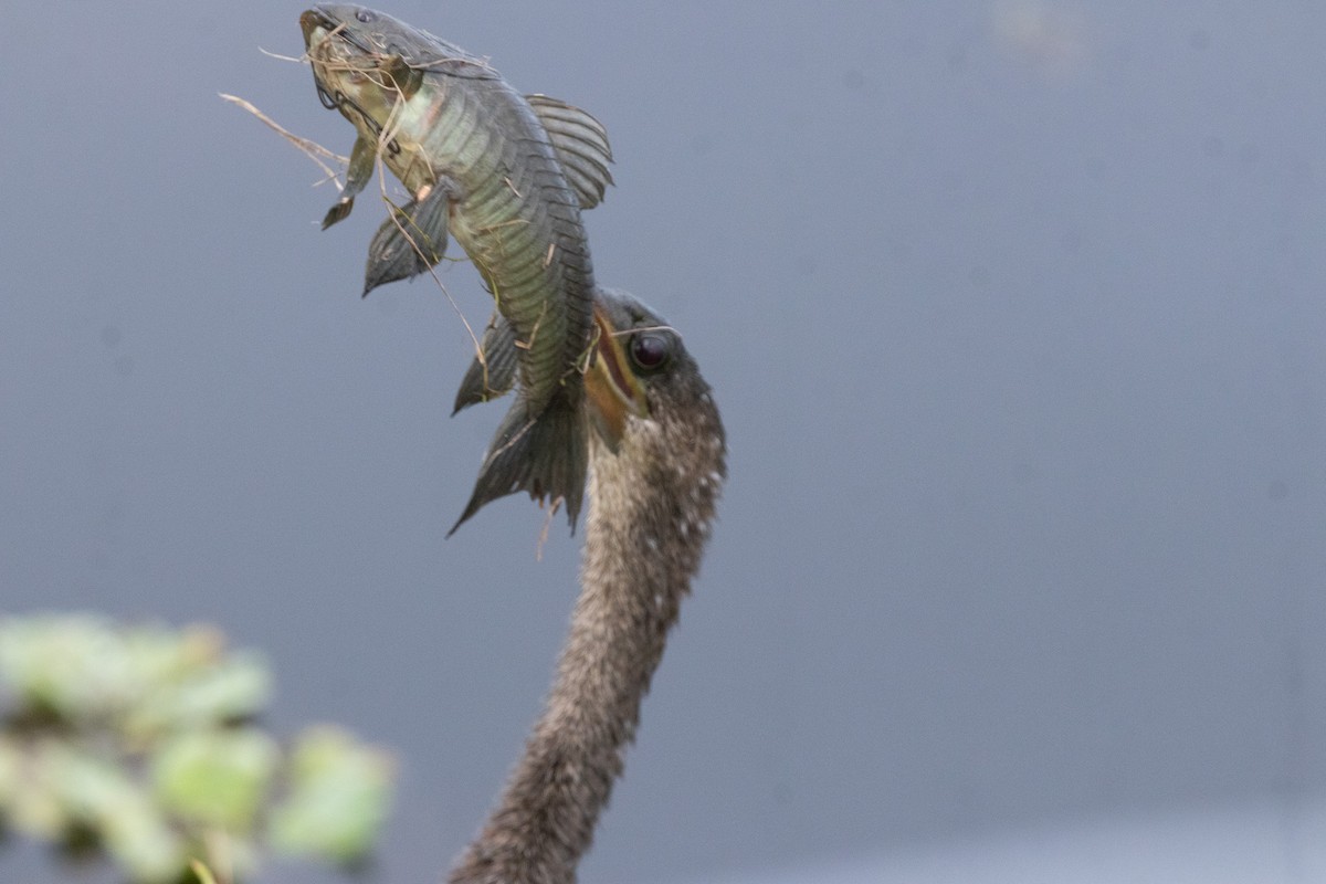 Американская змеешейка - ML646922586