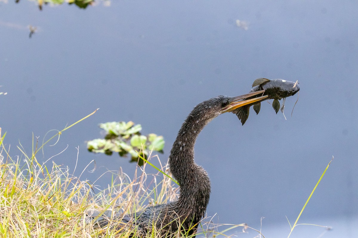 Американская змеешейка - ML646922587