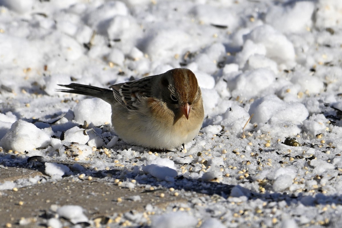 Field Sparrow - ML646922588