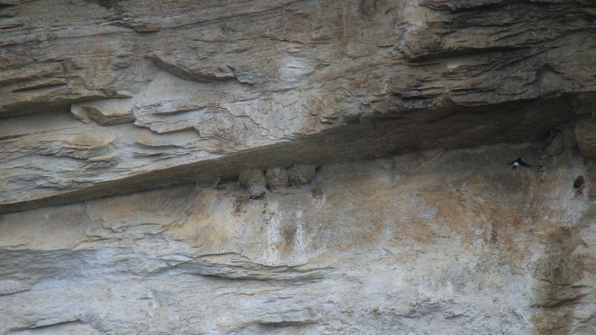 Enara ipurtzuri eurasiarra - ML646922589