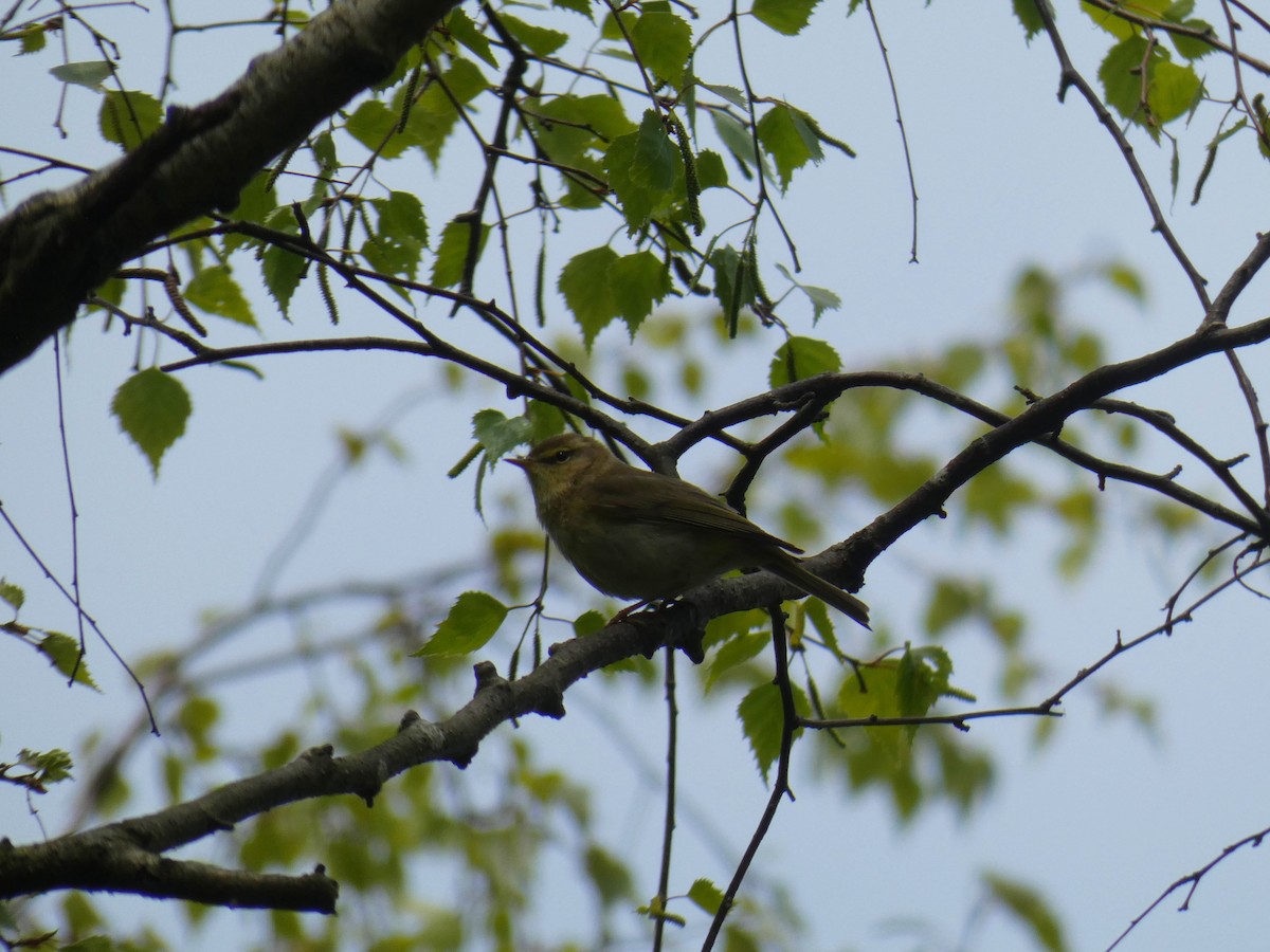 Iberian Chiffchaff - ML646922590